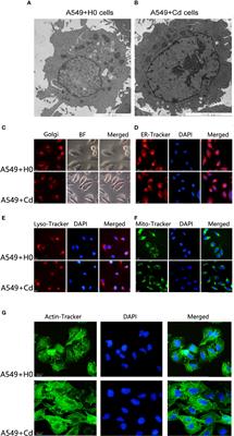 Multiomics Landscape Uncovers the Molecular Mechanism of the Malignant Evolution of Lung Adenocarcinoma Cells to Chronic Low Dose Cadmium Exposure